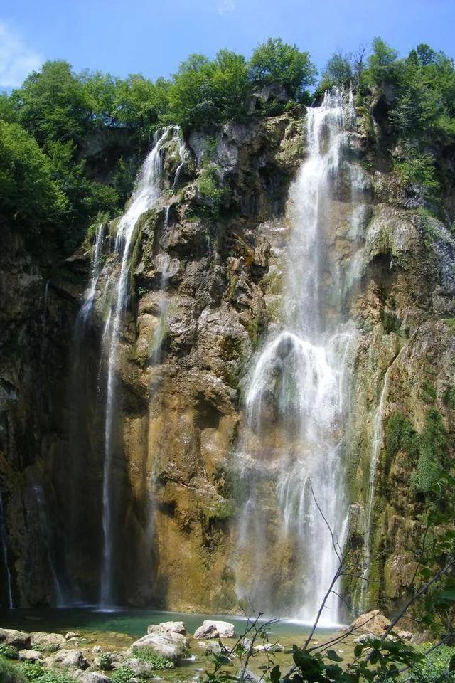 拯救枯树